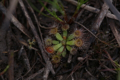 Drosera pulchella
