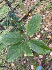Tracheophyta