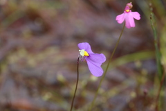 Utricularia benthamii