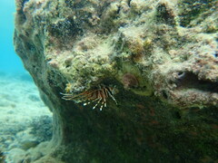 Pterois antennata