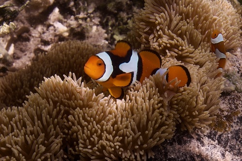 Anemone fish (Amphiprion percula) — Pomacentridae
