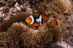 Amphiprion percula