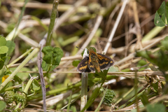 Taractrocera papyria