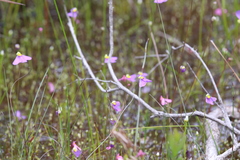 Utricularia benthamii