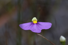 Utricularia benthamii