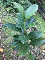 Tracheophyta