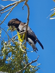 Calyptorhynchus banksii