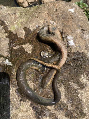 Photo of a Mlanje White-bellied Water-Snake (Lycodonomorphus mlanjensis)