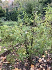 Tracheophyta