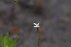 Stylidium inundatum