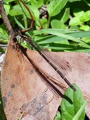 Xanthocnemis zealandica