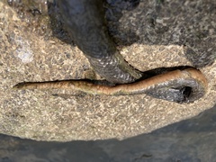 Lycodonomorphus mlanjensis