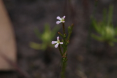 Stylidium inundatum
