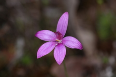 Elythranthera emarginata