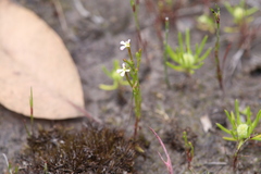 Stylidium inundatum