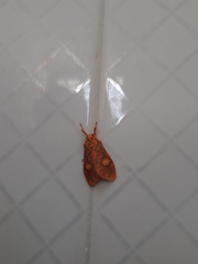 Ammatho cuneonotatus