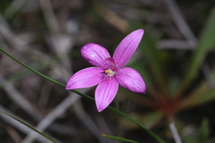 Elythranthera emarginata