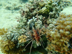 Pterois antennata