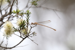 Austrolestes analis