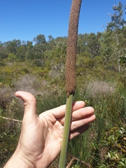 Xanthorrhoea fulva