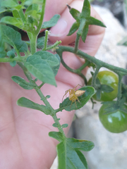 Oxyopes