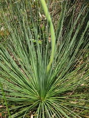 Xanthorrhoea fulva