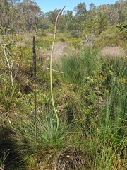 Xanthorrhoea fulva