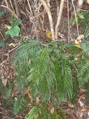 Asplenium flaccidum