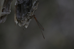 Austrolestes analis