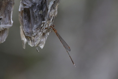 Austrolestes analis