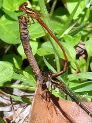 Xanthocnemis zealandica