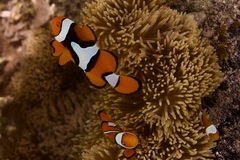 Amphiprion percula