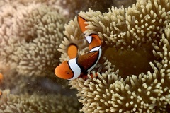 Amphiprion percula