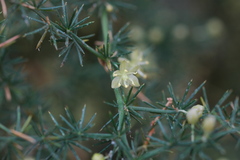 Asparagus acutifolius