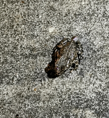 Bufotes viridis sitibundus
