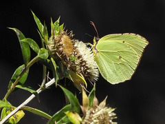 Gonepteryx cleobule