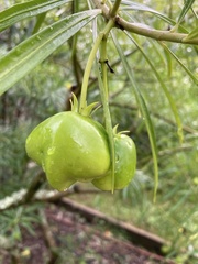 Cascabela thevetia