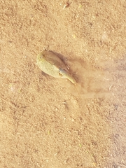 Triops australiensis