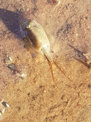 Triops australiensis