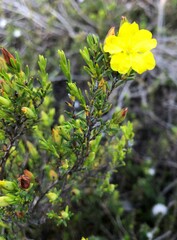Hibbertia devitata