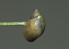 Lymnaeidae