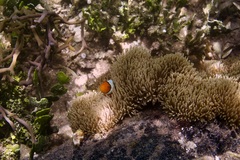 Stichodactyla gigantea