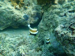 Heniochus chrysostomus