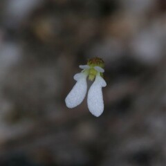 Stylidium perpusillum