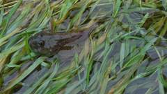 Cottus gobio