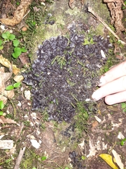 Pseudocyphellaria dissimilis