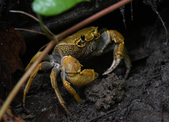 Terrapotamon phaibuli