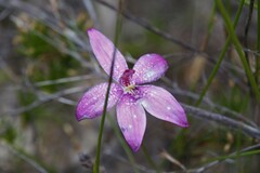 Elythranthera emarginata