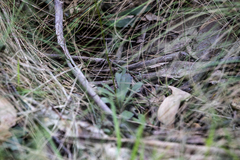 Brachyscome spathulata