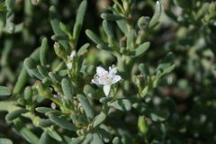 Sesuvium edmonstonei